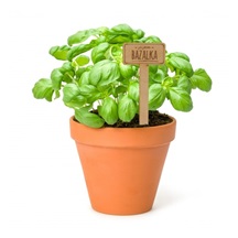 Zápich dřevo do květináče Bazalka