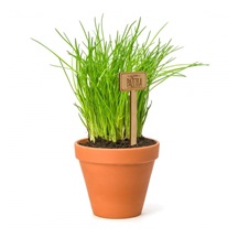 Zápich dřevo do květináče Pažitka