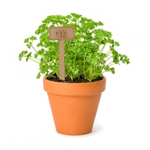 Zápich dřevo do květináče Petržel