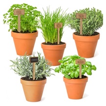 Zápich dřevo do květináče Petržel