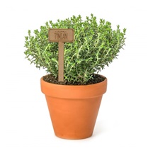 Zápich dřevo do květináče Tymián